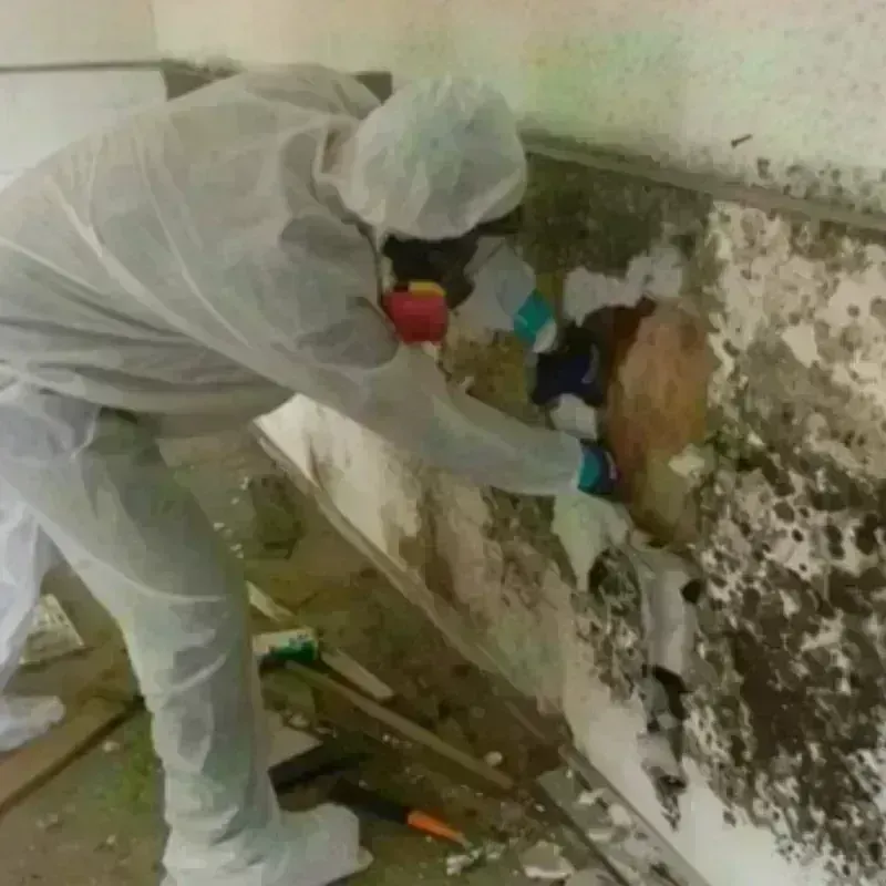 Mold Remediation and Removal in Randolph County, NC